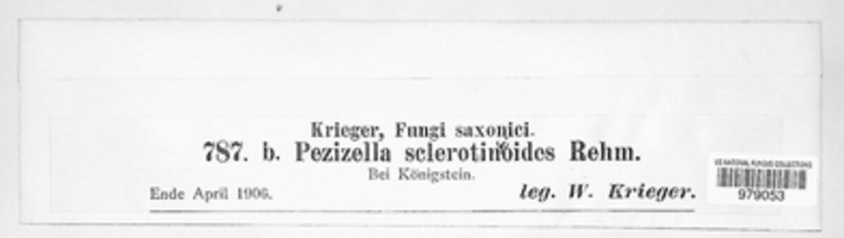 Pseudopeziza sclerotinioides image